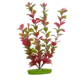 Marina Aquascaper Red Ludwigia 5 inch